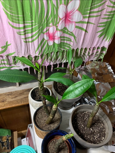 If you have a plumeria in a container, water it when the top inch of soil is dry.
