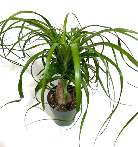 If you have a ponytail palm that is soft in the trunk, the third step is to unpot it and check for root rot.