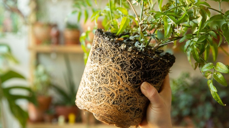 If you have a pothos plant that is root-bound, you will need to water it more frequently than plants that are not root-bound.