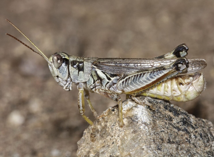 If you have a problem with grasshoppers, the best thing to do is to contact your local cooperative extension office.