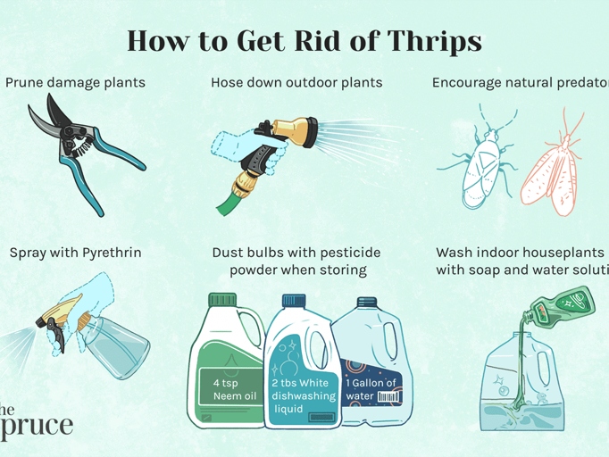 If you have a problem with thrips, try one of these 10 natural methods to get rid of them.
