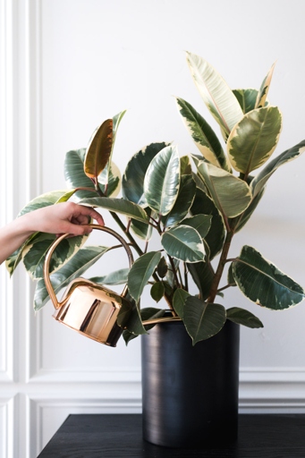 If you have a rubber plant with white spots, don't worry - there are a few easy ways to fix it!
