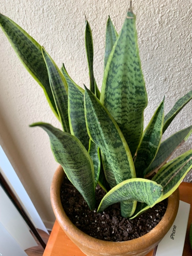 If you have a snake plant that is infested with bugs, there are a few things you can do to get rid of them.