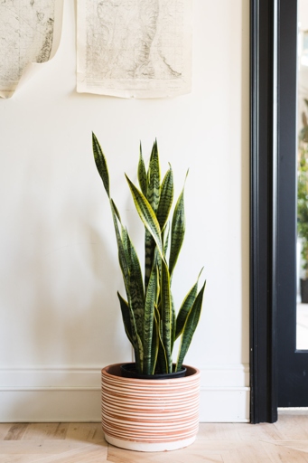 If you have a snake plant with bugs, don't worry - there are a few easy treatments you can try at home.