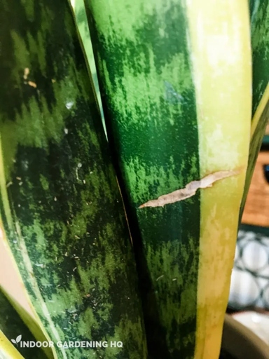 If you have a snake plant with leaves that are splitting, there are a few things you can do to try to fix the problem.