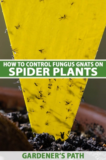 If you have a spider plant that is infested with bugs, there are a few things you can do to get rid of them.