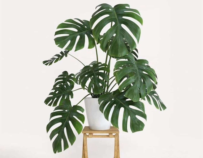 If you have a sunburned Monstera, the best thing to do is to move it to a shadier spot and give it a good watering.
