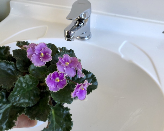 If you have an African violet as a pet, you may be wondering how to clean its leaves.