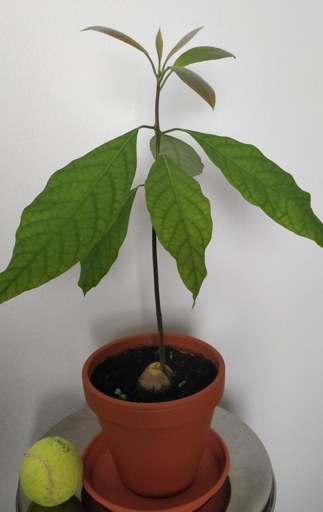 If you have an avocado tree that is leggy, you can fix it by using a suitable pot size.