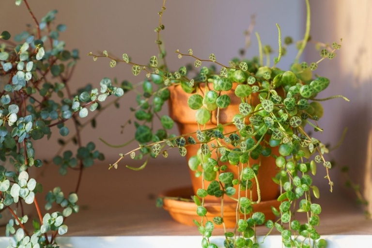 If you have an overwatered peperomia, don't despair.