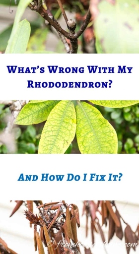 If you have black leaves on your rhododendron, don't worry - there are a few possible causes, and even more possible solutions.