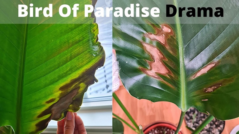 If you have black spots on your bird of paradise, there are a few things you can do to try and fix the problem.