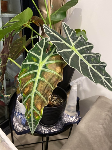 If you have brown spots on the leaves of your Alocasia, don't worry - there are a few things you can do to treat them.