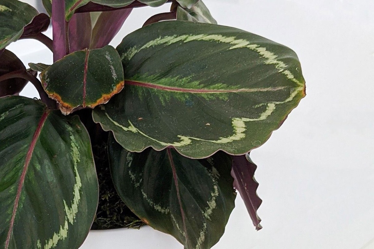 If you have brown spots on the leaves of your Calathea plant, don't worry - there are a few easy things you can do to treat them!