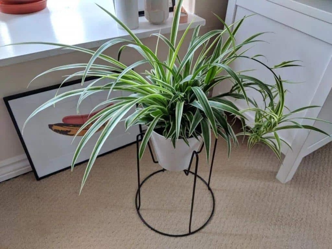 If you have brown spots on your spider plant, don't worry - they're easy to fix!