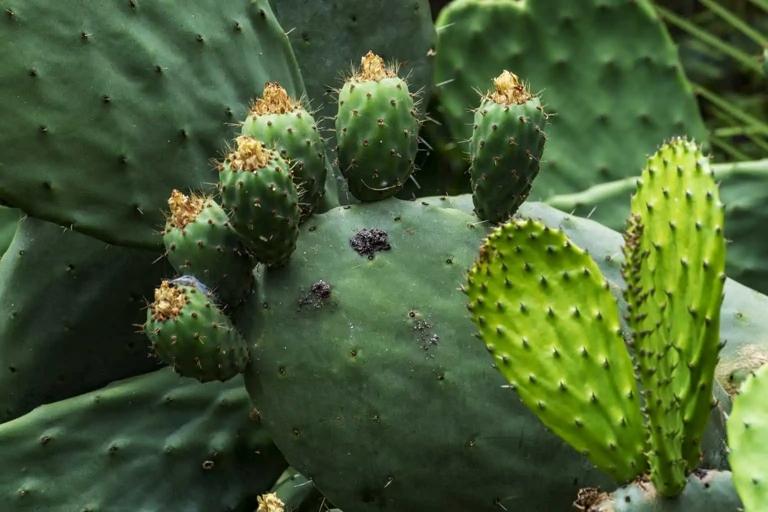 If you have cacti that are showing black spots, it is important to treat them with fungicides to prevent the spread of the disease.