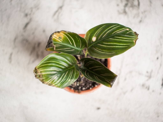 If you have Calathea brown tips, here are 7 possible causes and solutions.