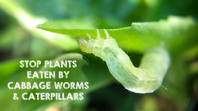If you have caterpillars eating your pothos leaves, there are a few things you can do to control them.