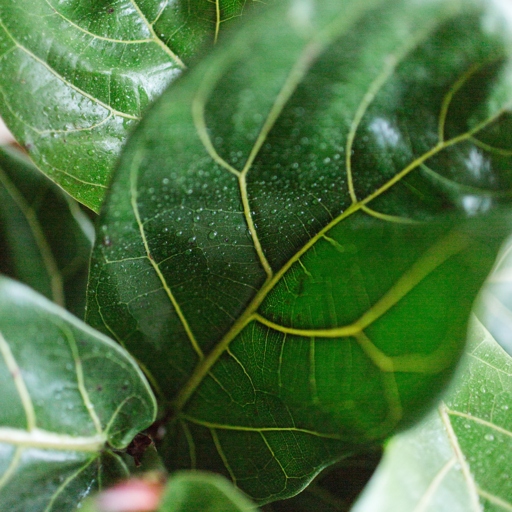 If you have chewing bugs on your fiddle leaf fig, the best way to get rid of them is to use a combination of neem oil and dish soap.