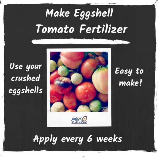 If you have chickens, collecting eggshells is a great way to create your own fertilizer.