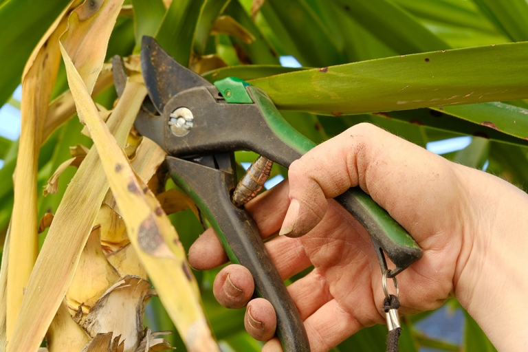 If you have dead leaves on your plant, you can cut them off with a sharp knife or shears.
