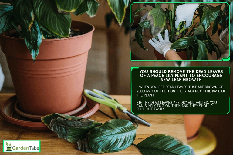 If you have dead leaves on your plant, you can remove them by cutting them off with a sharp knife or scissors.