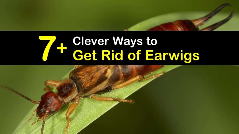 If you have earwigs in your home, you can get rid of them by using a variety of methods, including baits, traps, and insecticides.