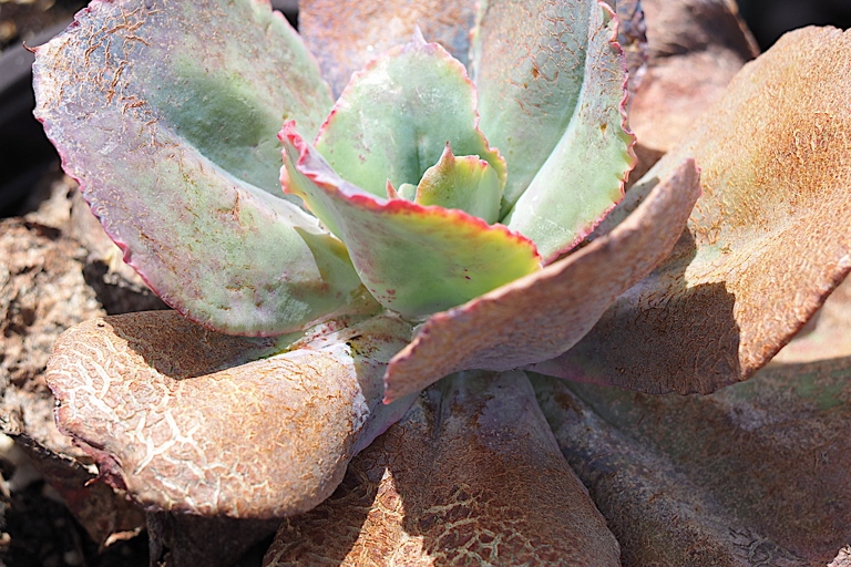 If you have ever experienced a traumatic incident, you may be wondering if you can Kalanchoe plants grow aerial roots.