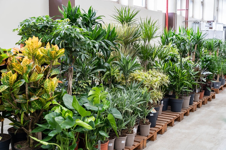 If you have followed the previous steps, your Dracaena should be on its way to recovery.