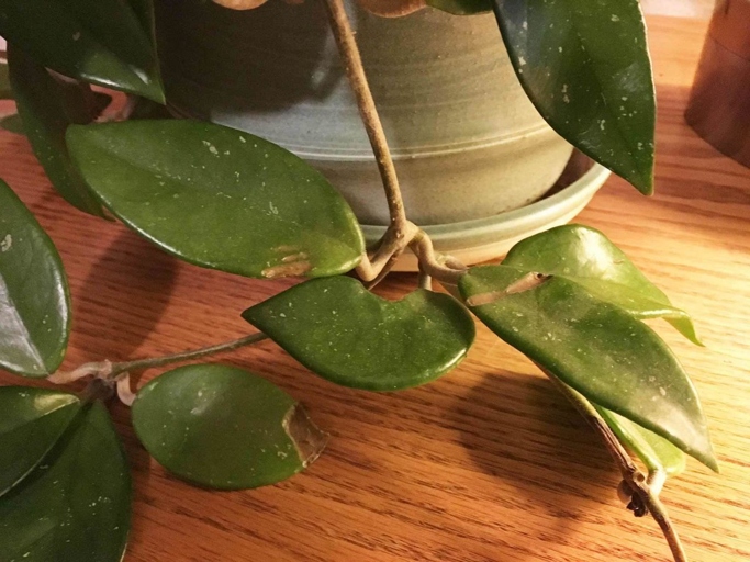If you have hard water, you may notice white spots on your Hoya leaves.