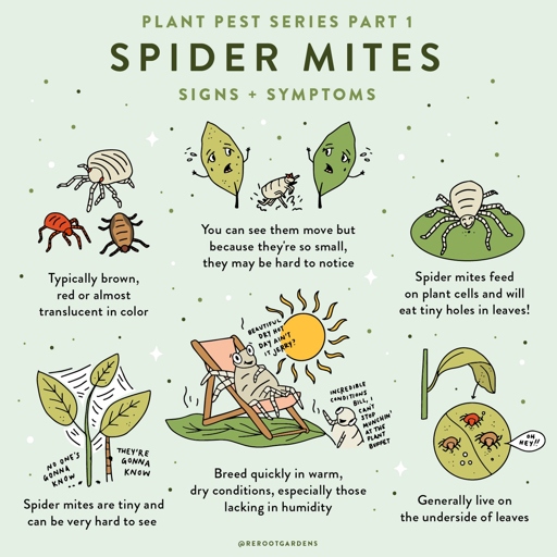 If you have insects on your Calathea, don't worry - there are a few simple solutions.