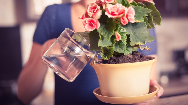 If you have leftover coffee, you can water your plants with it.