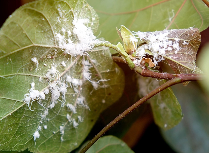 If you have mealybugs, you can control them by wiping them off with a damp cloth or by using a cotton swab dipped in rubbing alcohol.