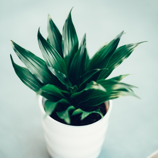 If you have overwatered your Dracaena, don't despair. There are a few things you can do to save your plant.