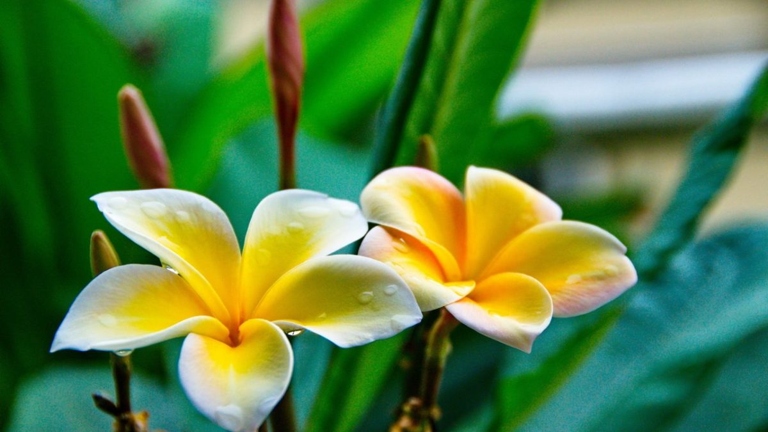 If you have overwatered your plumeria and notice moldy soil, don't despair.