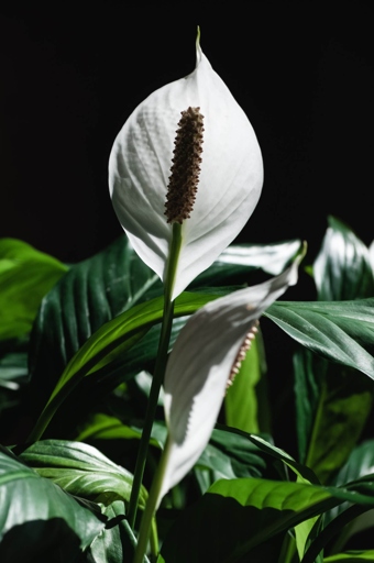 If you have peace lily bugs, don't worry - there is an easy and natural solution.