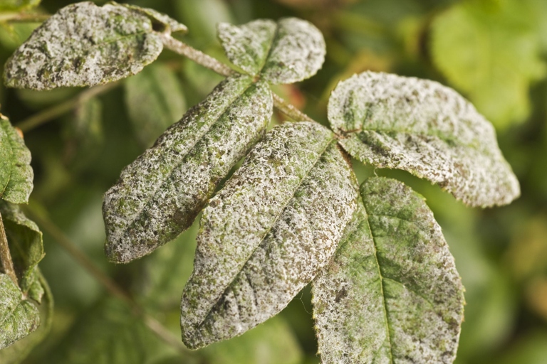 If you have powdery mildew on your leaves, the first thing to do is identify the plant.