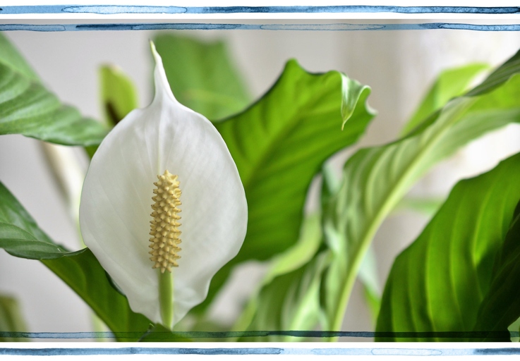 If you have rubbing alcohol and cotton balls, you can use them to get rid of peace lily bugs.