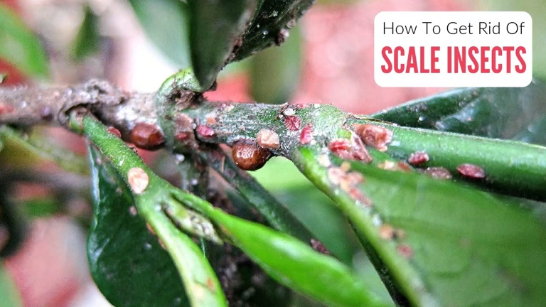 If you have scale insects on your snake plant, don't worry - there are a few things you can do to get rid of them!