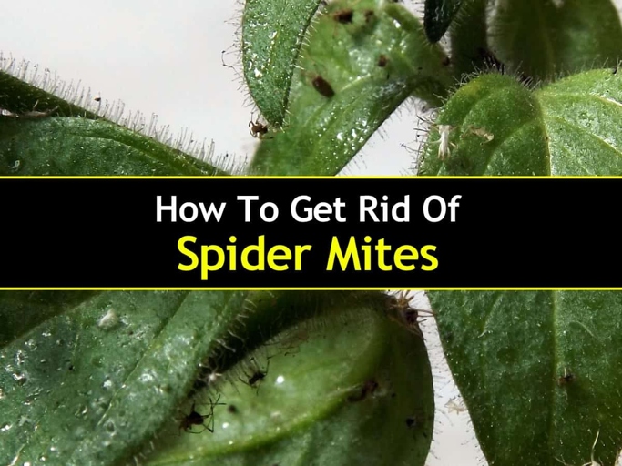 If you have spider mites on your mint, there are a few natural ways you can get rid of them.