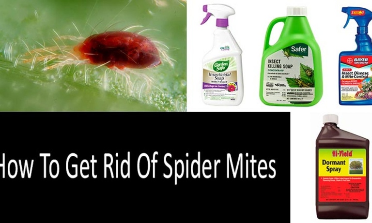 If you have spider mites, you can get rid of them by spraying them with water or using a miticide.