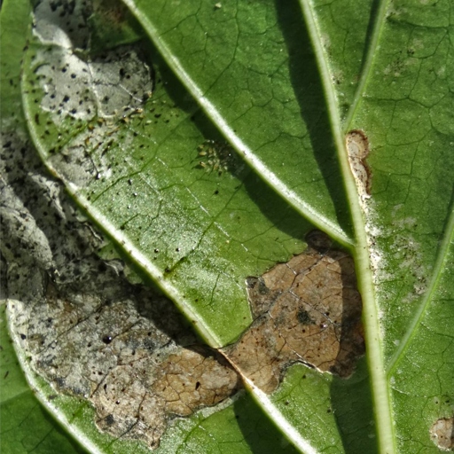 If you have white spots on the leaves of your plant, it is likely caused by thrips.
