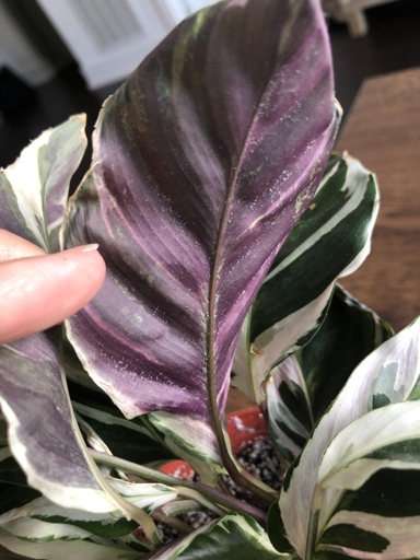 If you have white spots on your Calathea leaves, don't worry. There are a few things you can do to fix the problem.
