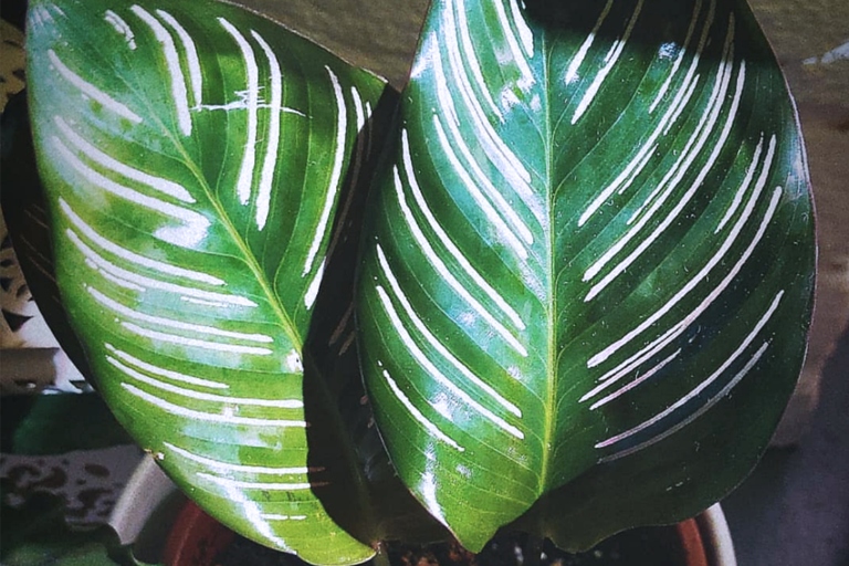 If you have white spots on your Calathea leaves, it's likely due to a pest infestation.