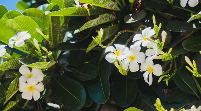 If you have white spots on your plumeria/frangipani leaves, don't worry - there are a few easy fixes.