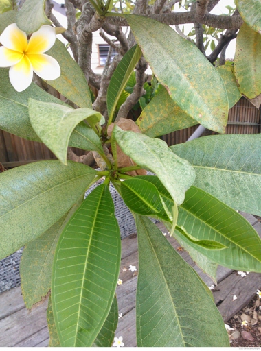 If you have white spots on your plumeria/frangipani leaves, don't worry - there are a few simple things you can do to fix the problem.