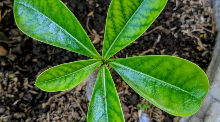 If you have yellow spots on your plumeria leaves, don't worry - there are a few easy things you can do to fix the problem.