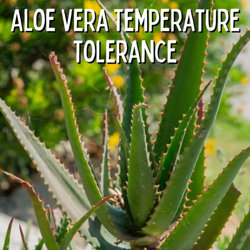 If you live in a climate that is warm year-round, you can leave your aloe vera plant outdoors.