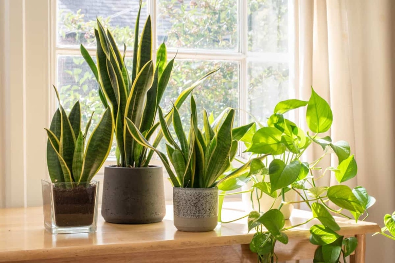 If you live in a dry climate, or your home is particularly dry in the winter, you may need to mist your snake plants from time to time to raise the humidity.