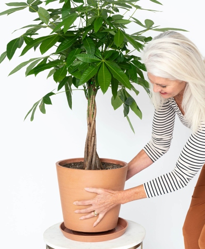 If you live in a dry climate, you may need to provide extra humidity for your money tree.